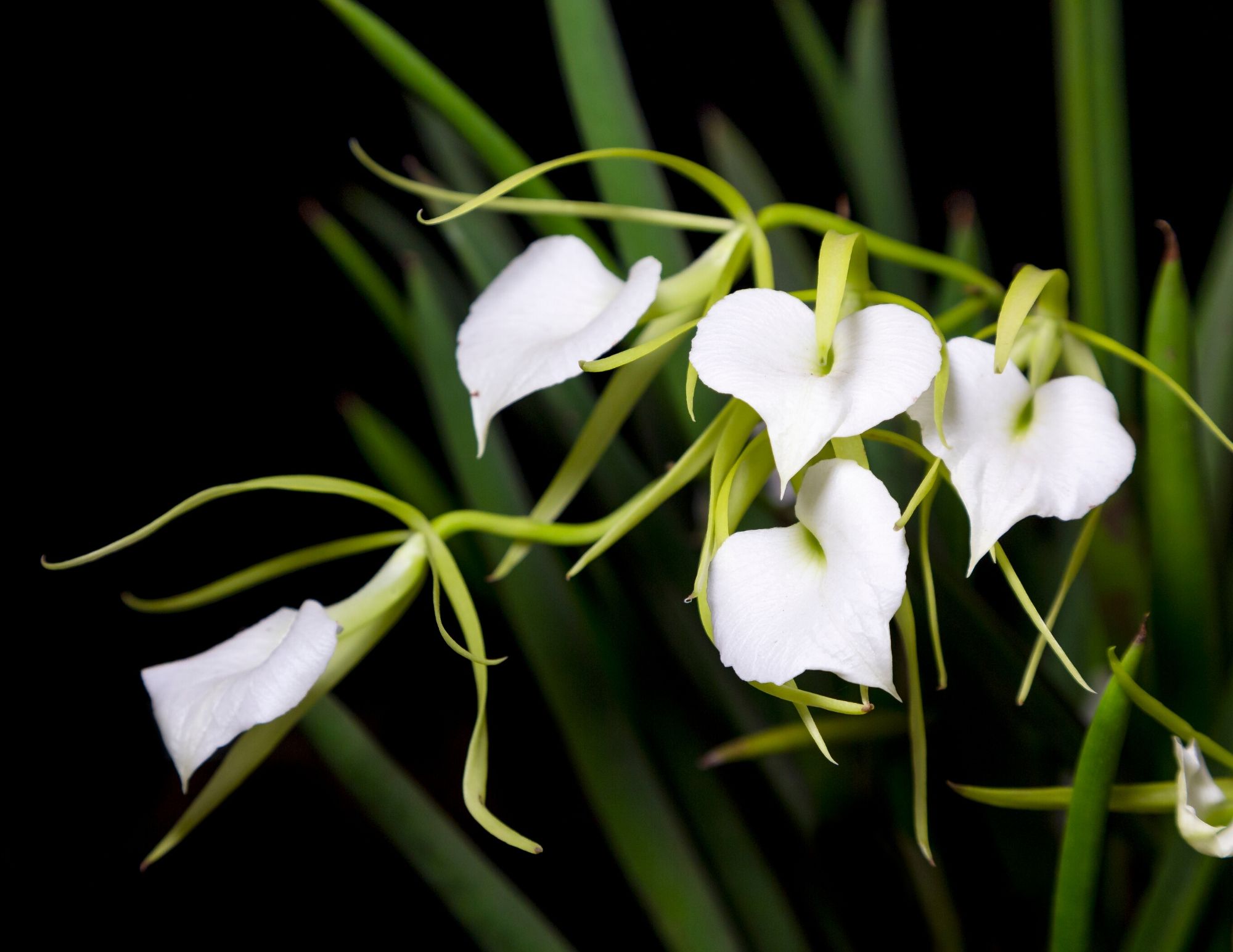 10 EasytoGrow Orchid Types for Your Indoor Garden