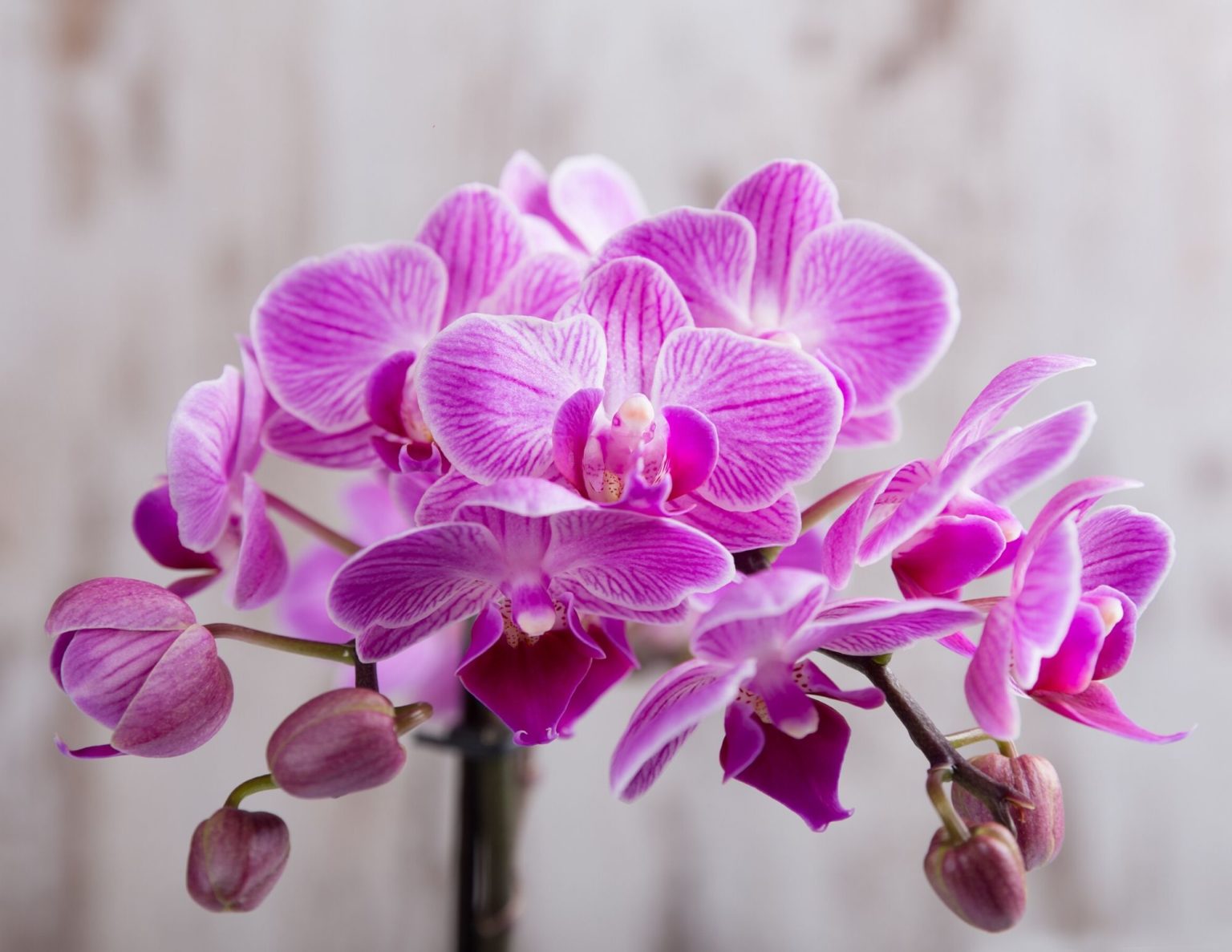 10 Easy-to-Grow Orchid Types For Your Indoor Garden