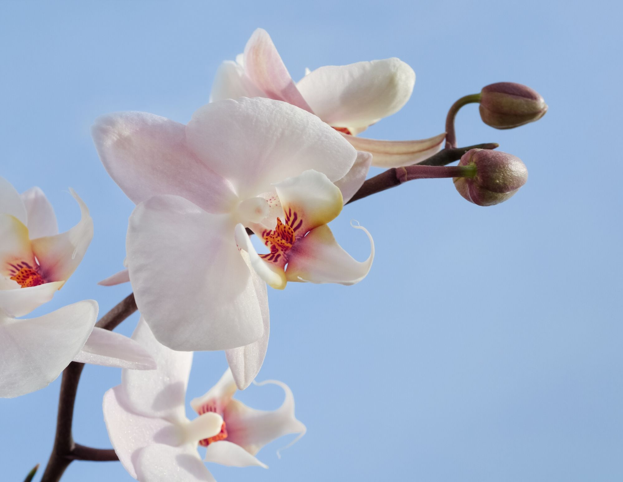 Orchid visual data 6