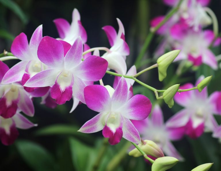 10 Easy To Grow Orchid Types For Your Indoor Garden 