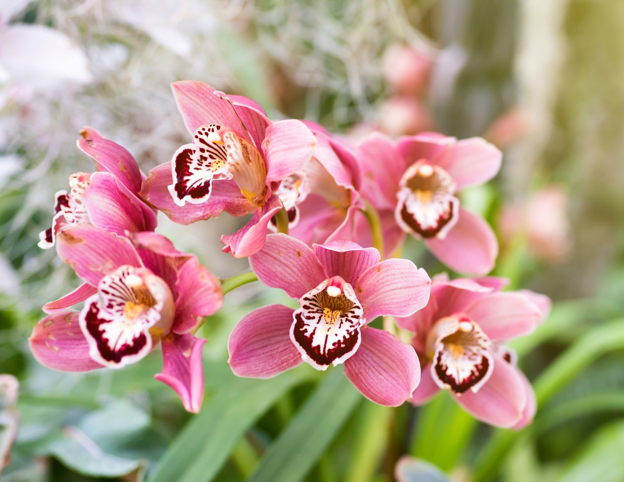 10 Easy-to-Grow Orchid Types for Your Indoor Garden