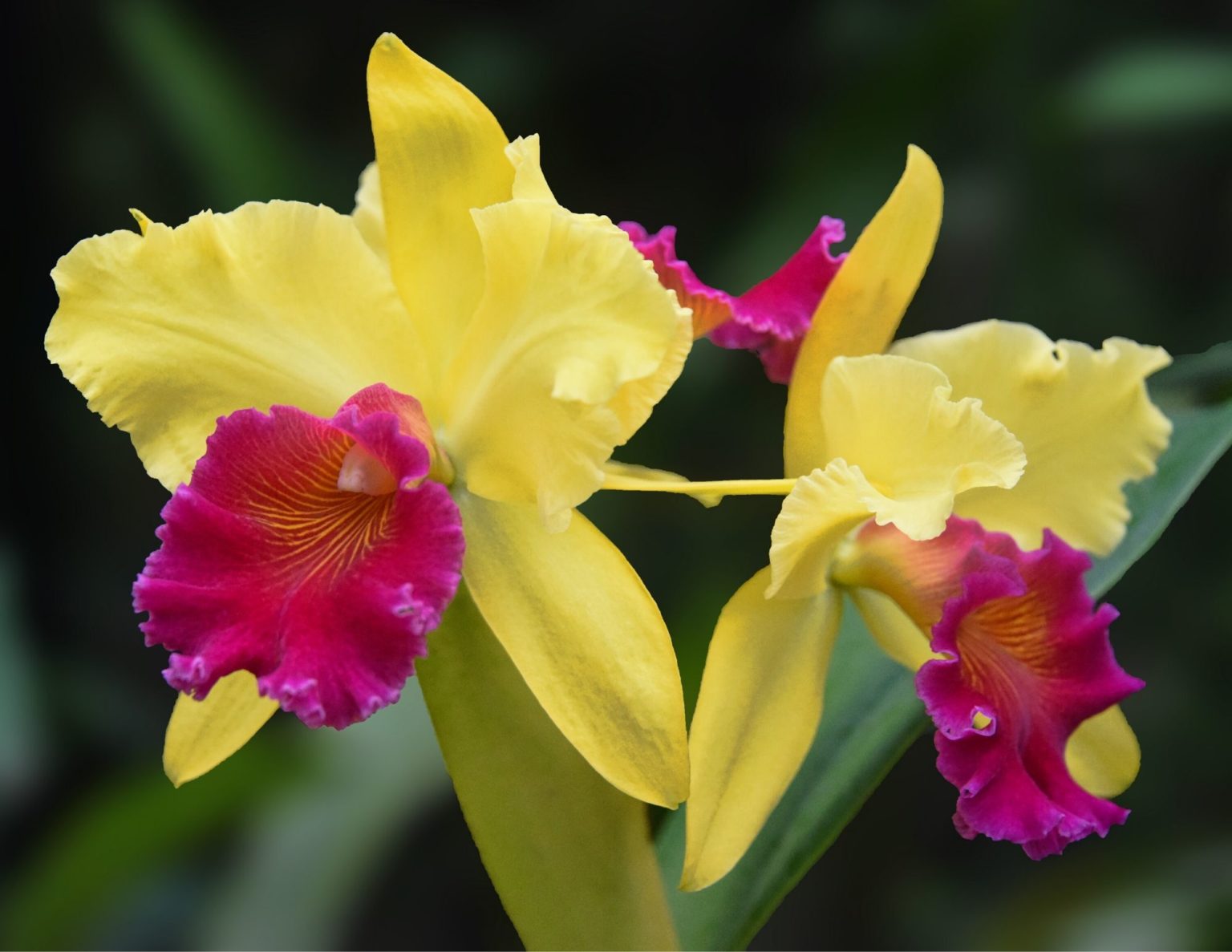 Types Of Indoor Orchid Plants