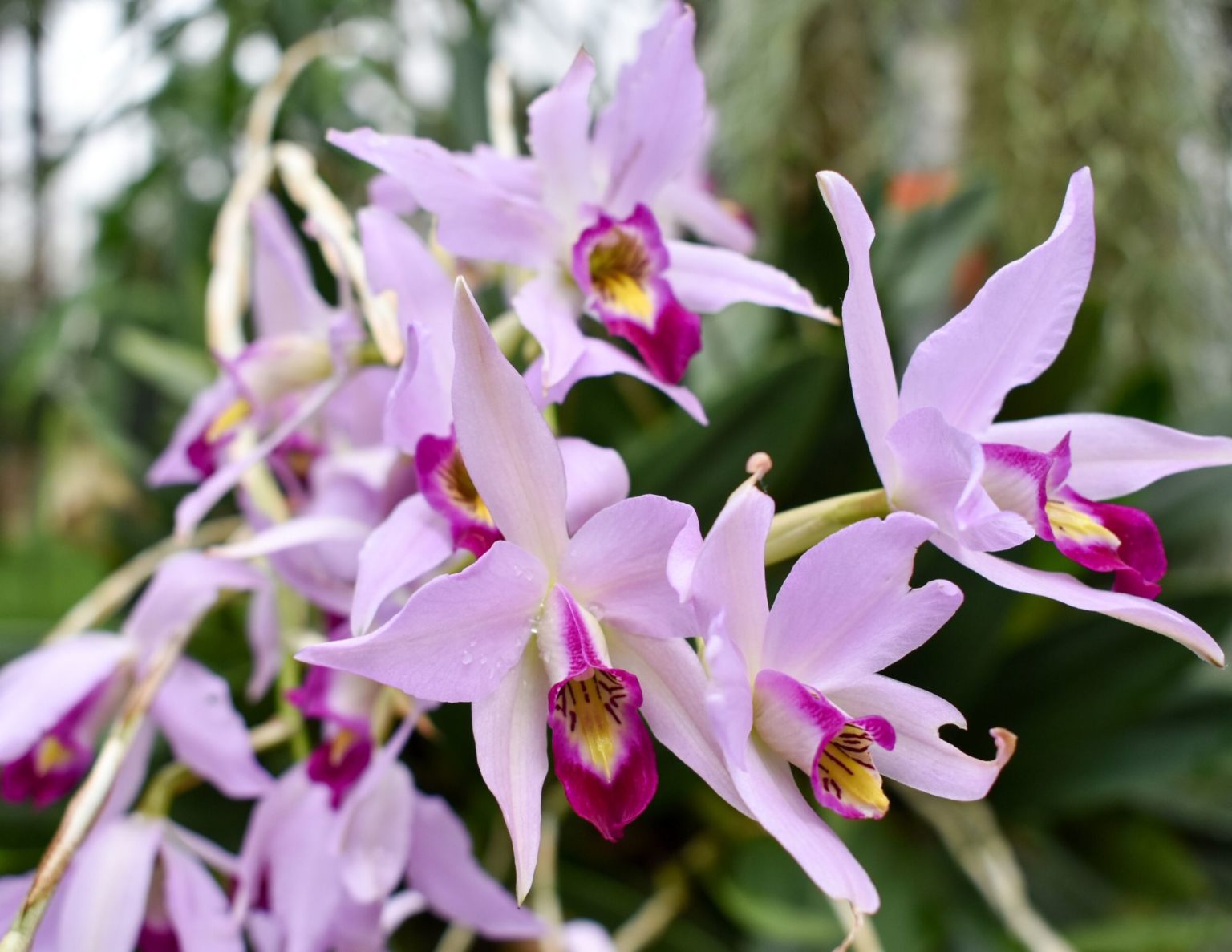 10 Easy To Grow Orchid Types For Your Indoor Garden Orchid Resource Center