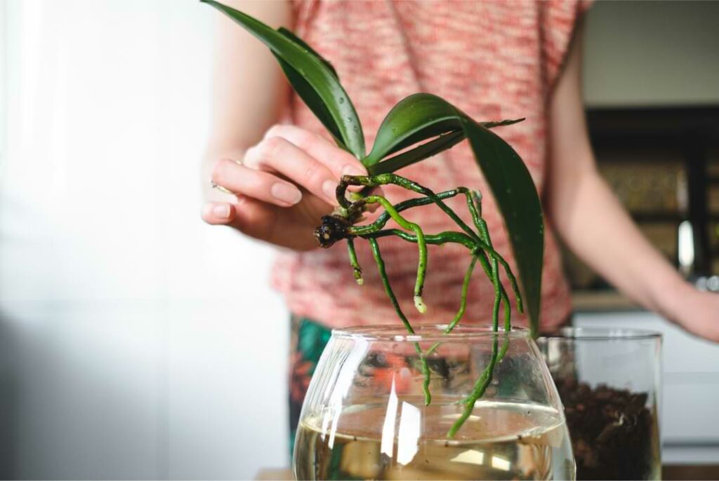 Orchid Care For Beginners Complete 10 Step Guide To Growing Orchids