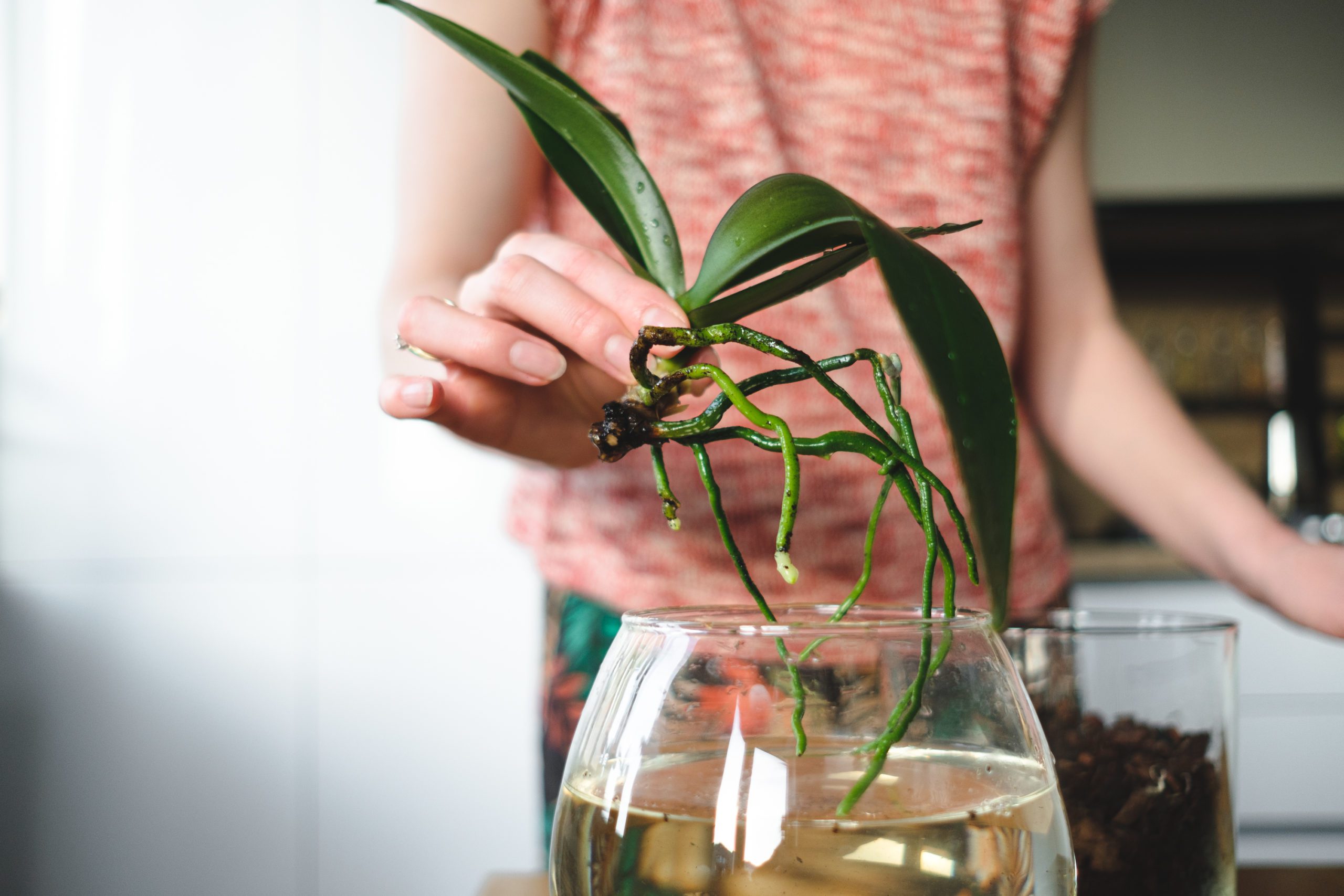 Orchid Care For Beginners Complete 10 Step Guide To Growing Orchids