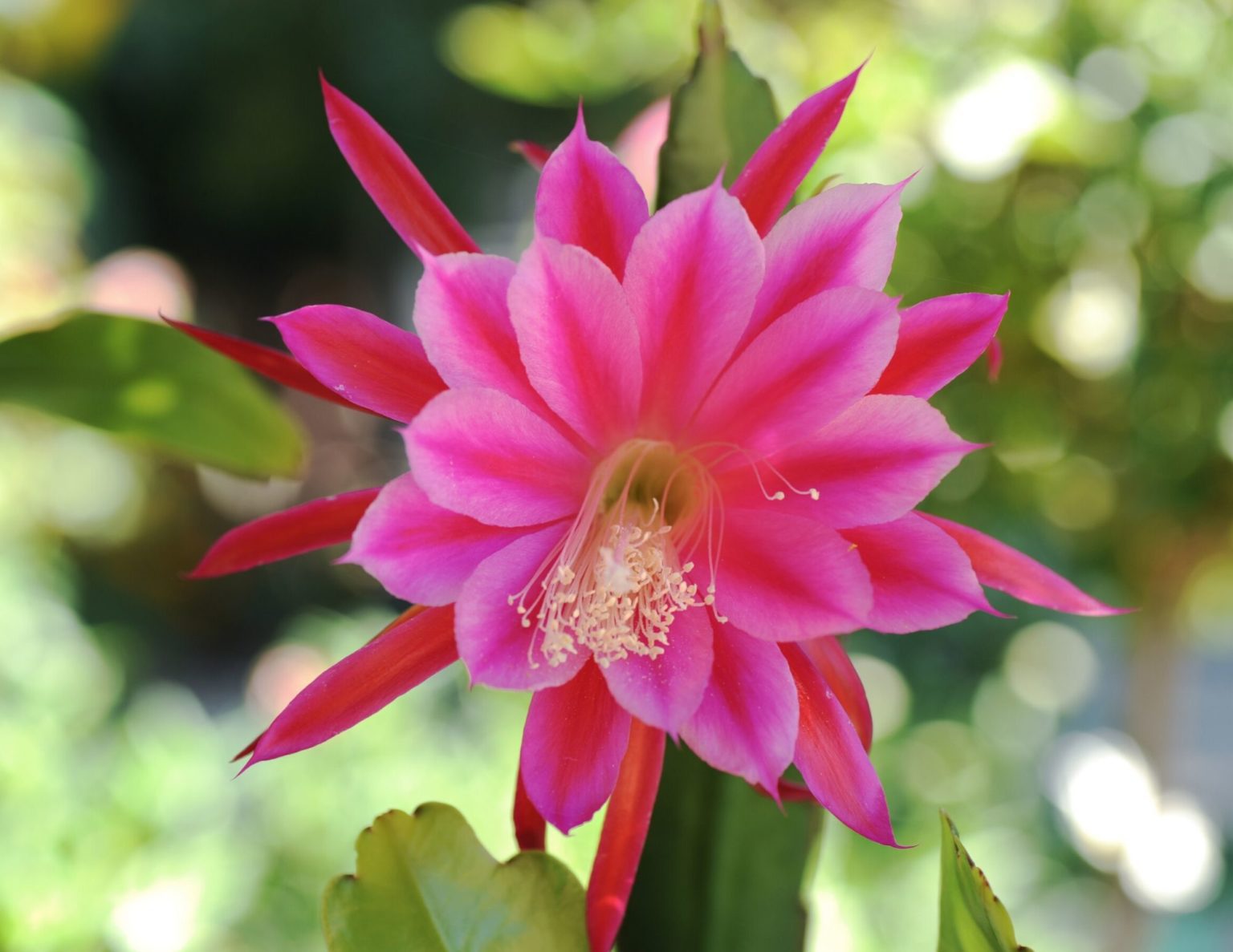 The Orchid Cactus: Your Most Common Questions Answered