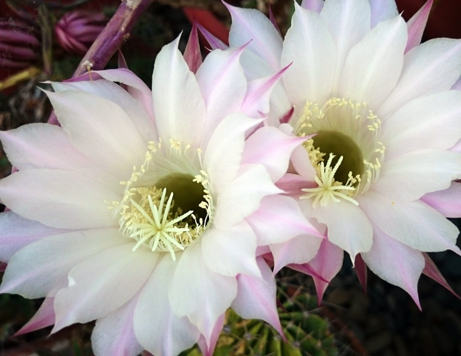 The Orchid Cactus Your Most Common Questions Answered