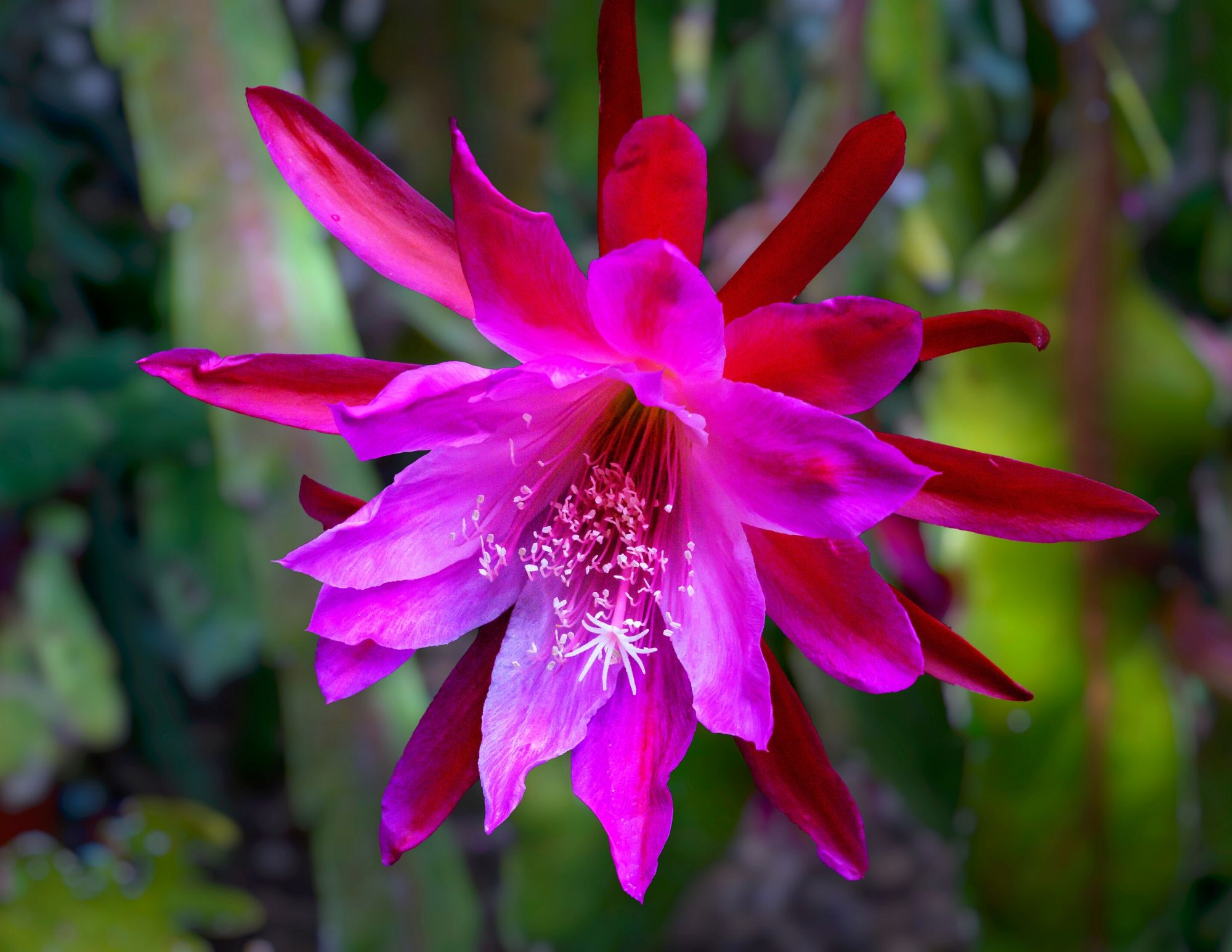 The Orchid Cactus Your Most Common Questions Answered