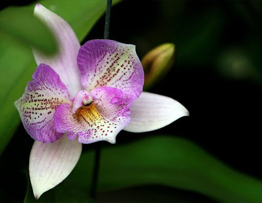 The Orchid Flower A History Of Meaning Across 6 Cultures 