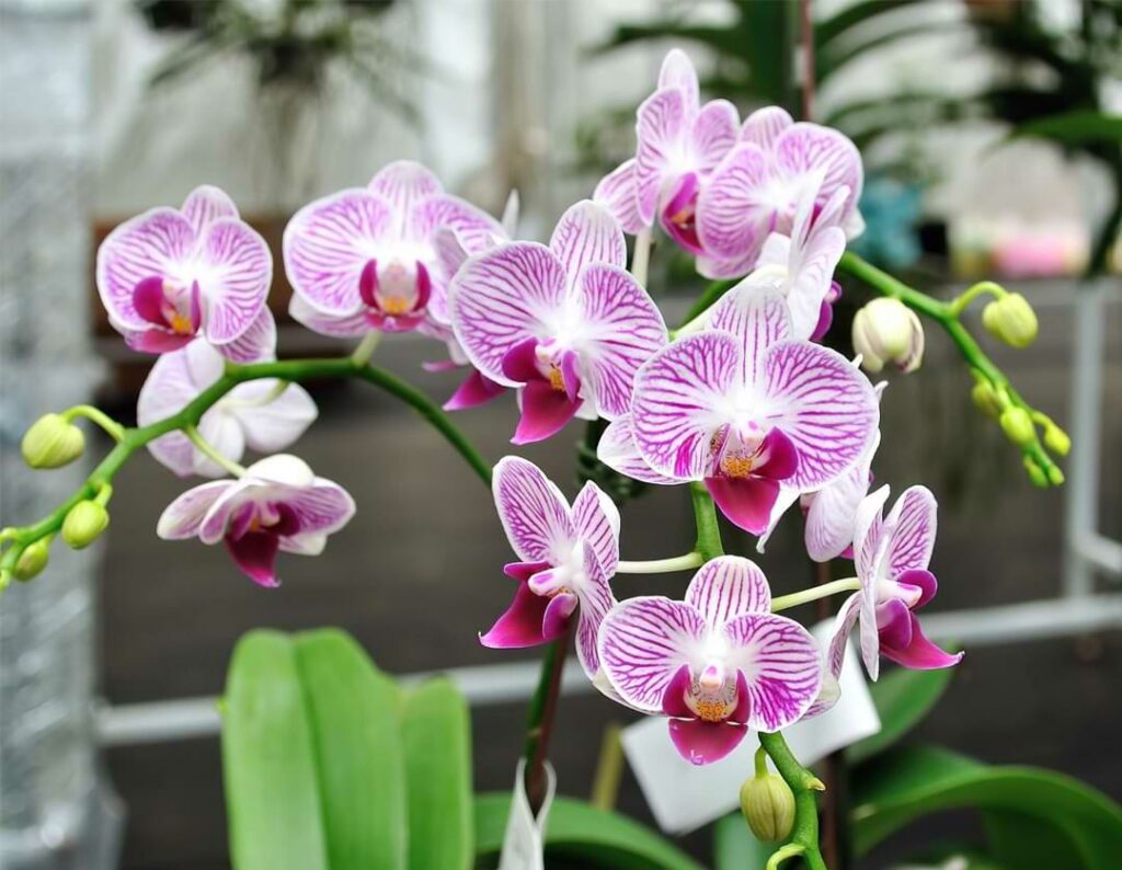 The Top 8 Reasons Why Your Orchid Isn’t Blooming
