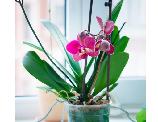 How Orchids Reproduce A Guide To Propagating Your Orchid Plant 9859