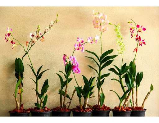 How Orchids Reproduce A Guide To Propagating Your Orchid Plant 4667