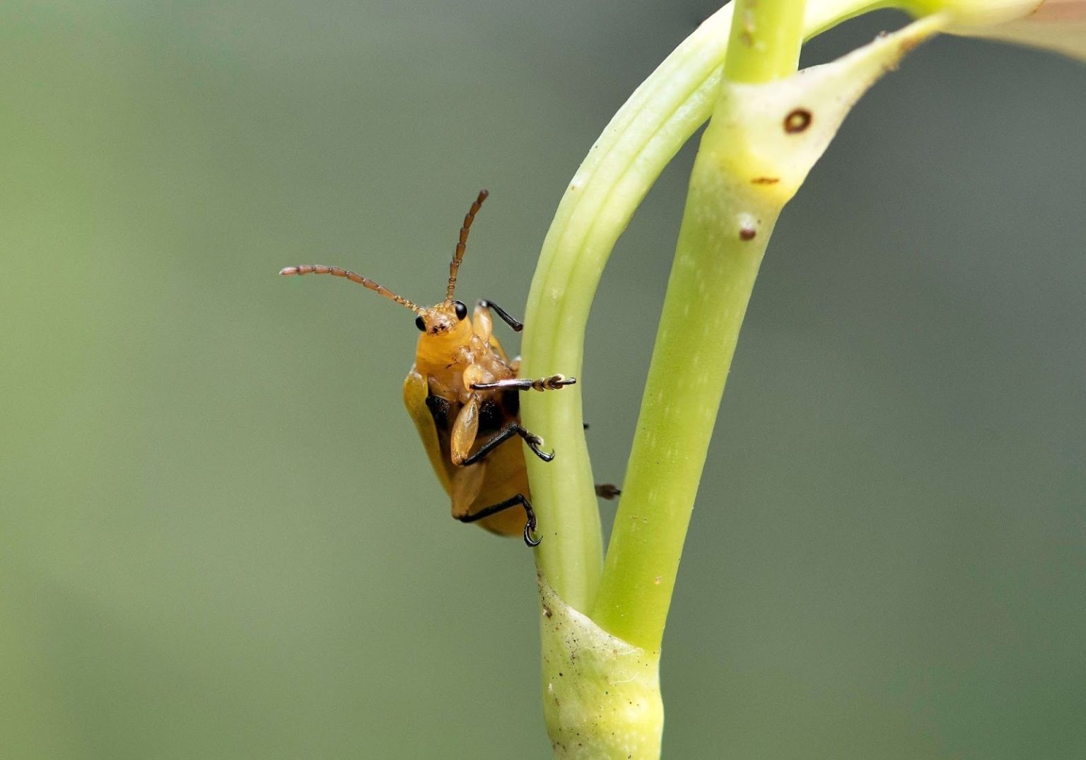 Bugs on orchid plants