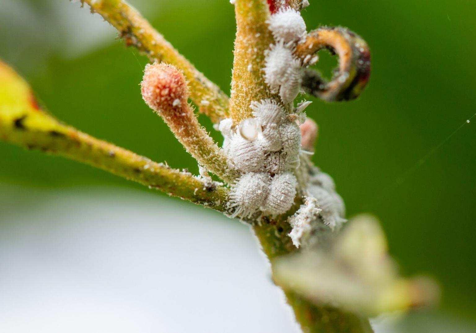 Bugs on orchid plants