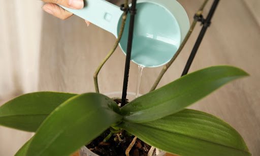 5 Simple Secrets to Growing a Healthy Orchid