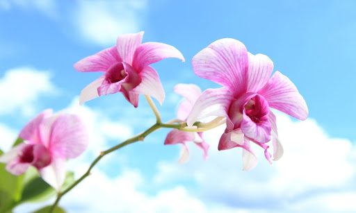 5 Simple Secrets to Growing a Healthy Orchid