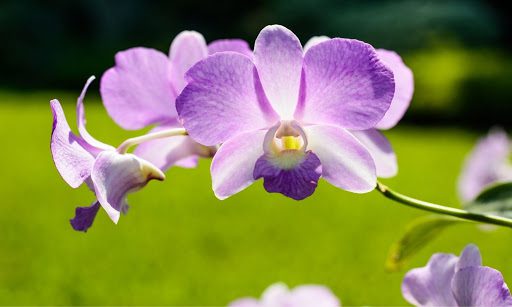 How Much Light Do Orchids Need? Your Top 7 Lighting Questions Answered.