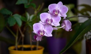 How To Revive A Dead Orchid In 5 Quick Steps