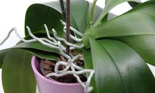 How to Fix Root Rot in Orchid Plants