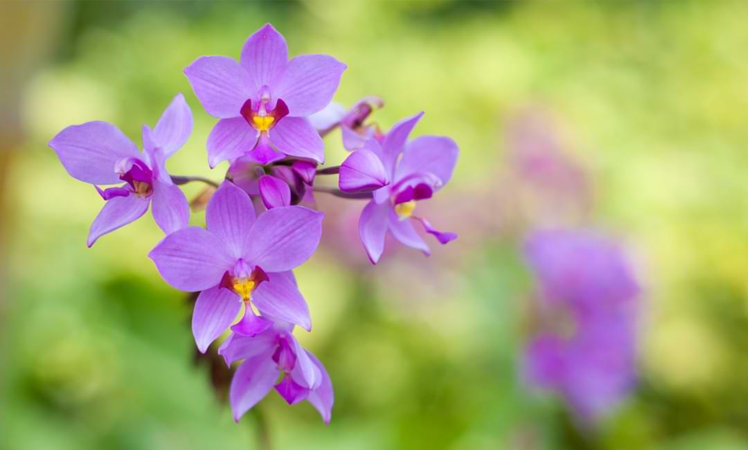 afbalanceret Mug ære Terrestrial Orchids: Your Complete Growing Guide - Orchid Resource Center