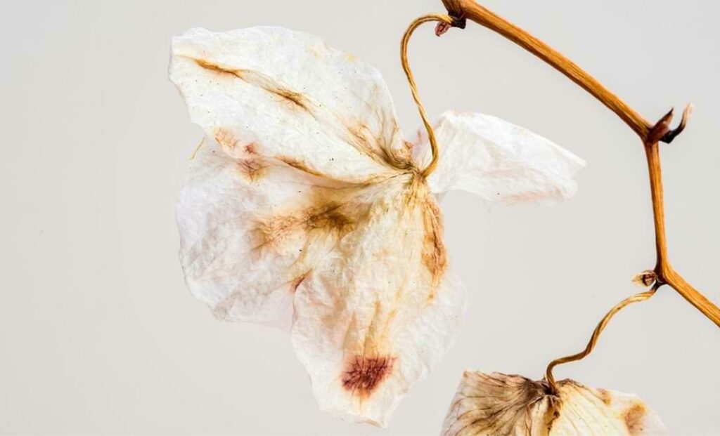 Is My Orchid Dying? How to Tell if Your Plant Is in Distress Orchid