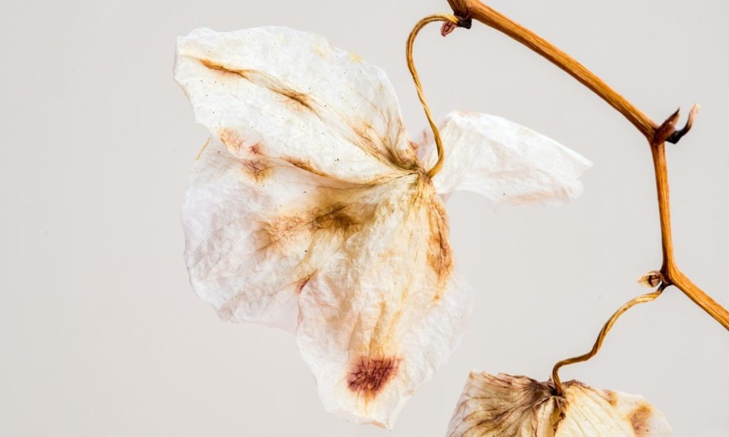 Is My Orchid Dying? How to Tell if Your Plant Is in Distress