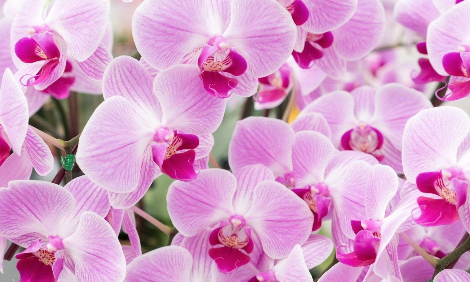 How Long Do Orchids Last? Live to Bloom Orchid Resource Center