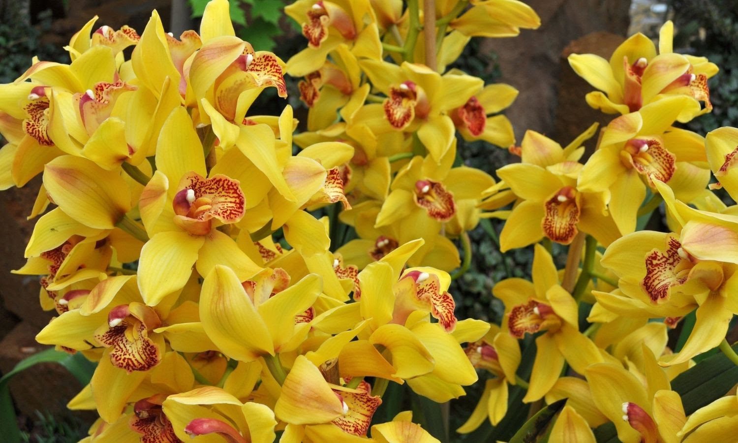 How Long Do Orchids Last? | Live to Bloom - Orchid Resource Center