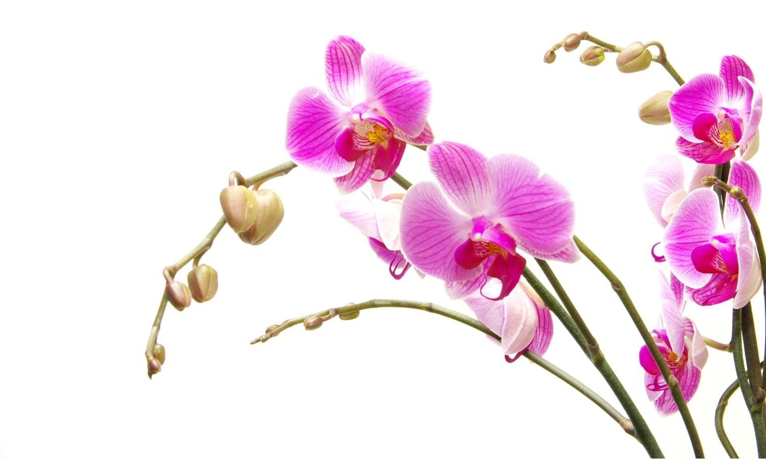 How Long Do Orchids Last? Live to Bloom Orchid Resource Center