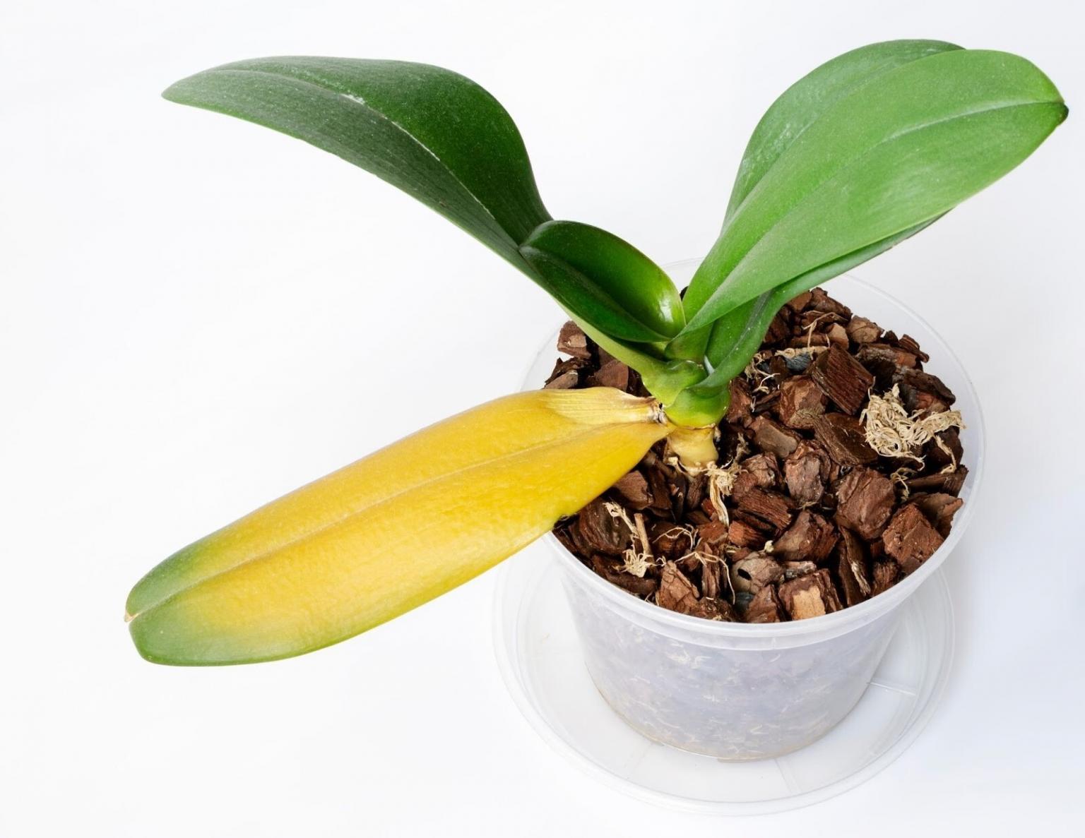 Cure Orchid Leaves Turning Yellow | 10 Common Causes What To Do When Orchid Stem Turns Yellow