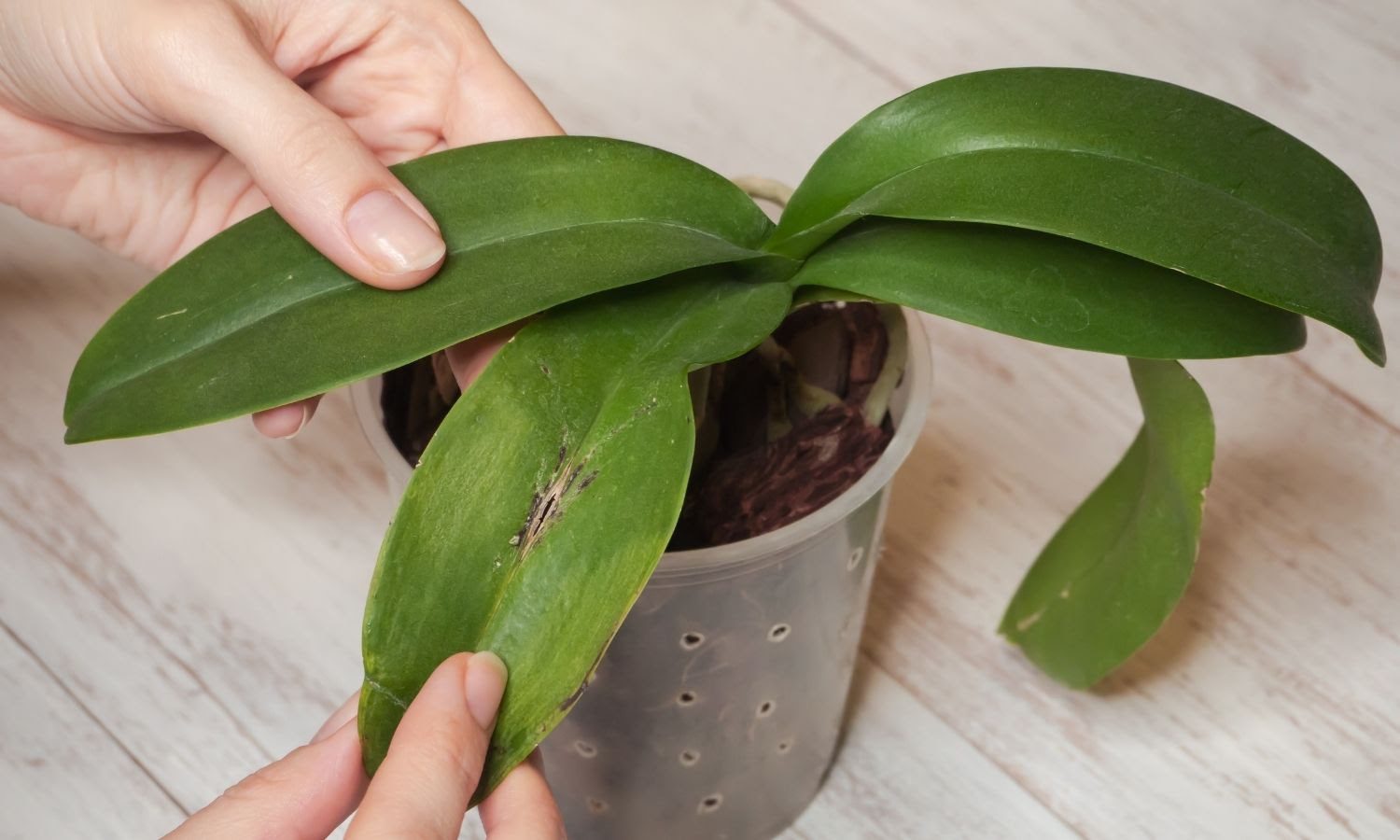 Orchid leaves turning Brown