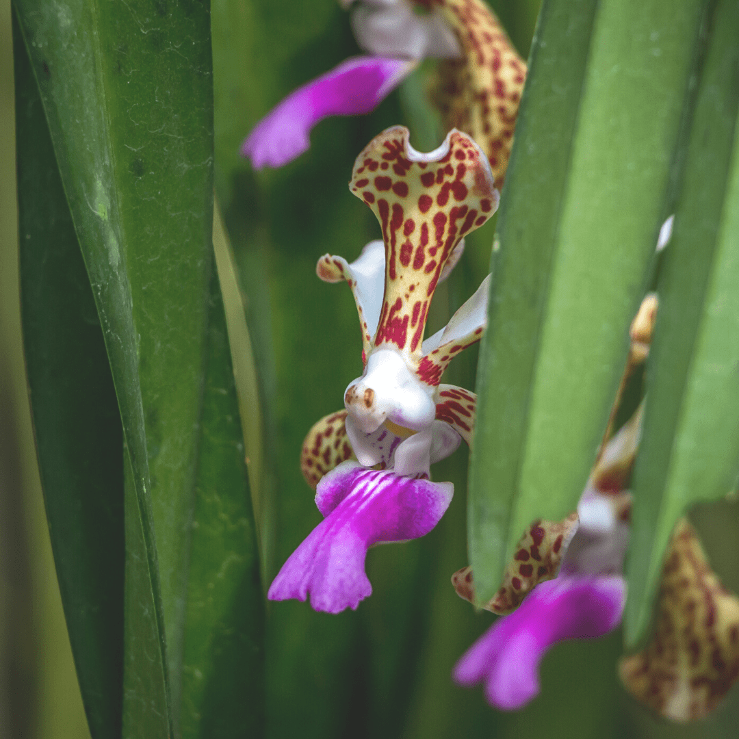 How Long Do Orchids Last? Live to Bloom Orchid Resource Center