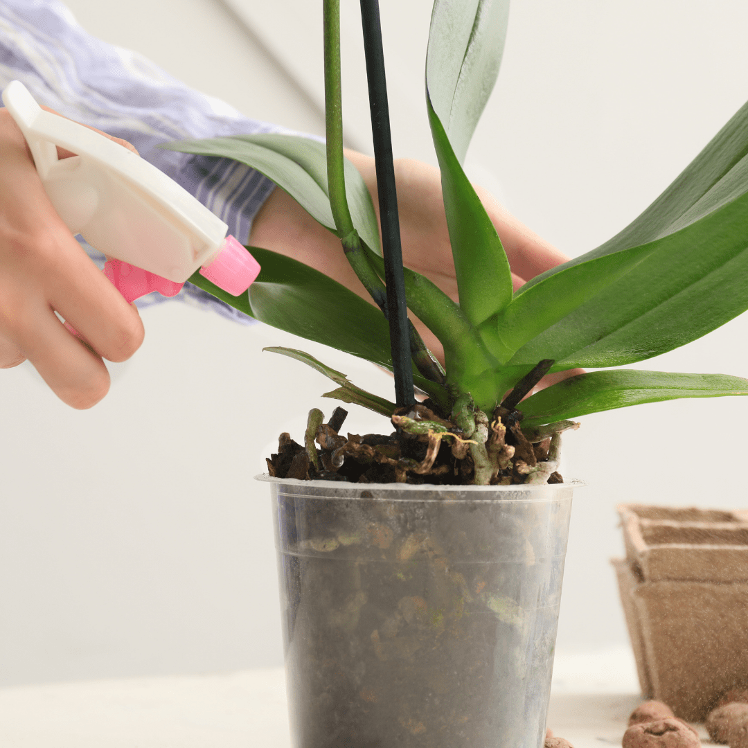 How To Treat Fungus On Orchid Leaves