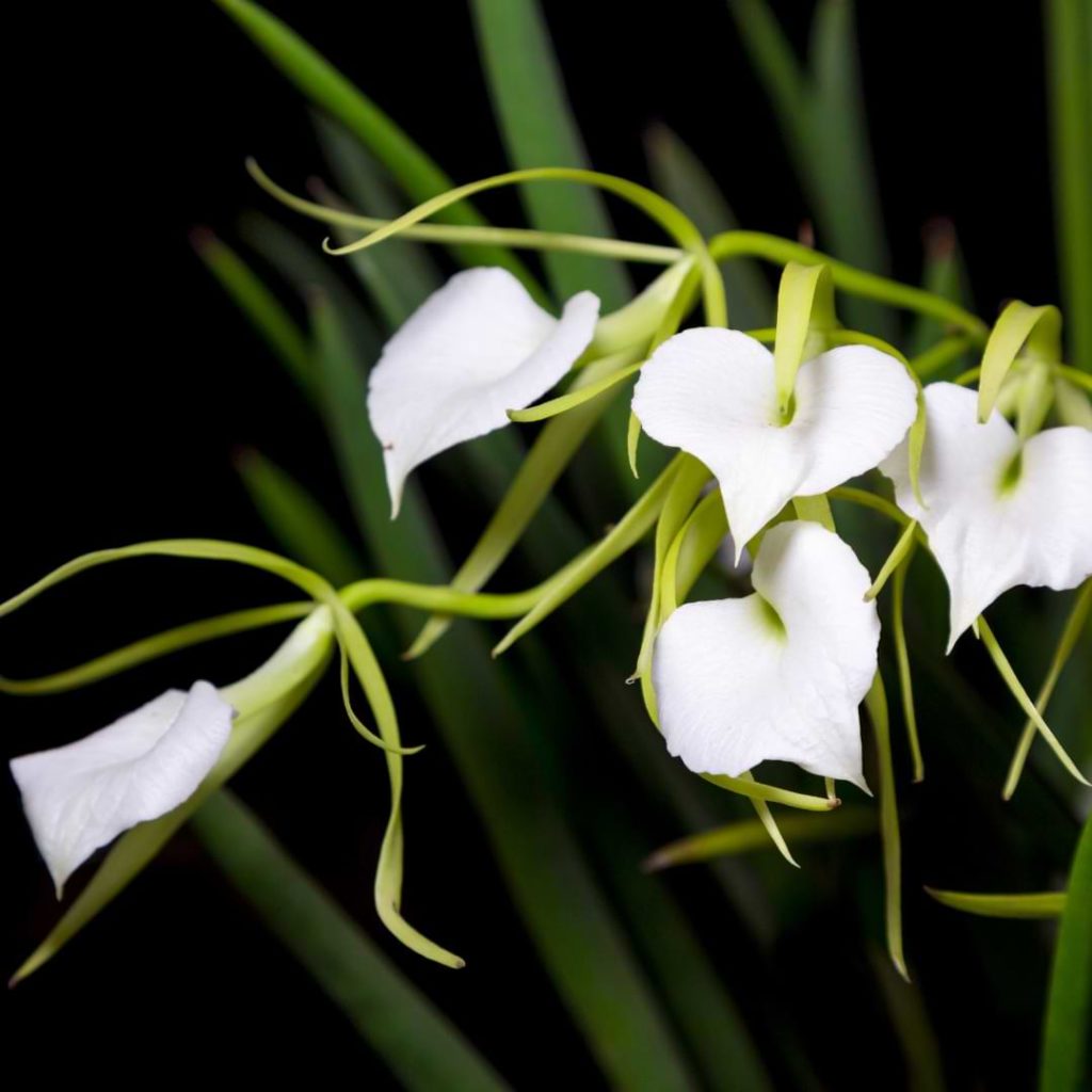 Brassavola Orchid Plant Care - Orchid Resource Center