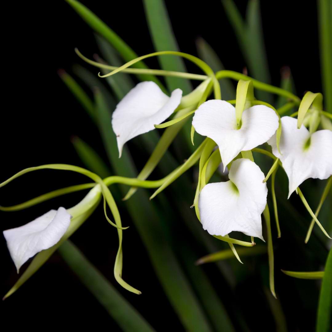 Fragrant At Night! Details about   Brassavola cordata Blooming Size 