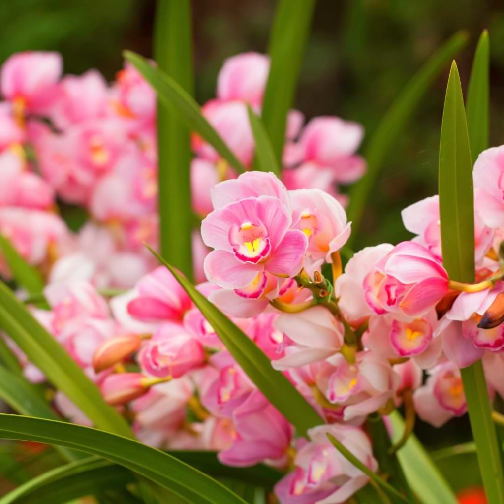 Cure White Spots on Orchid Leaves Fungus and Mold Orchid Resource Center