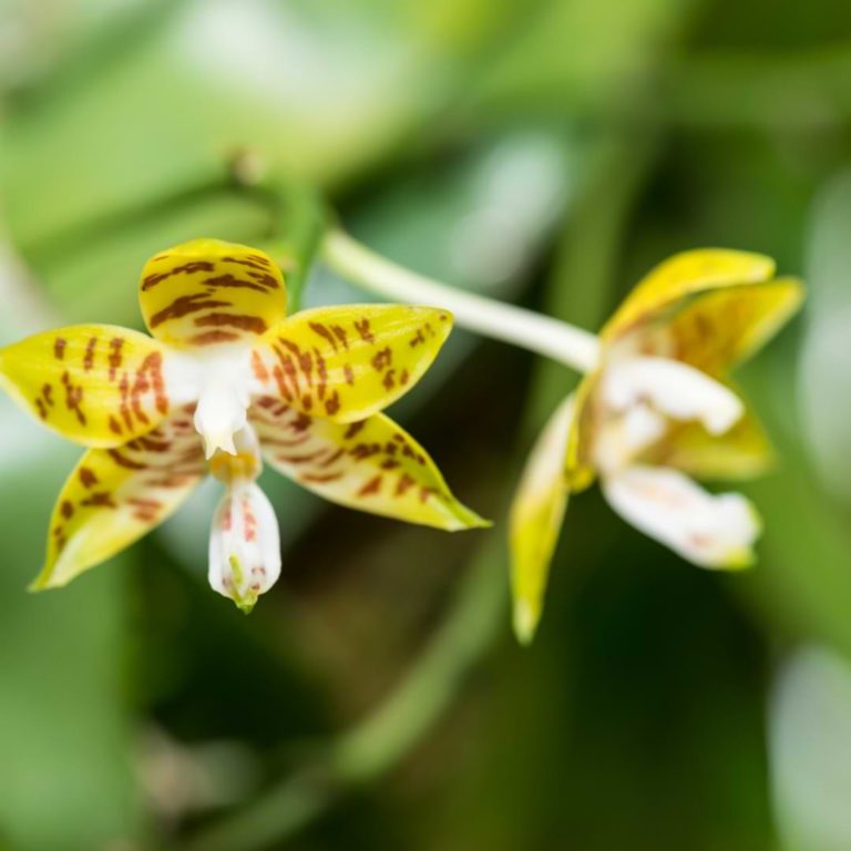 How to Clean Orchid Leaves Cleaner Plants With Leaf Shine Orchid