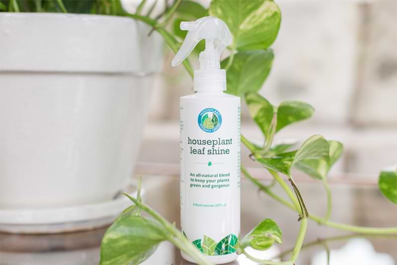 How to Clean Orchid Leaves Cleaner Plants With Leaf Shine