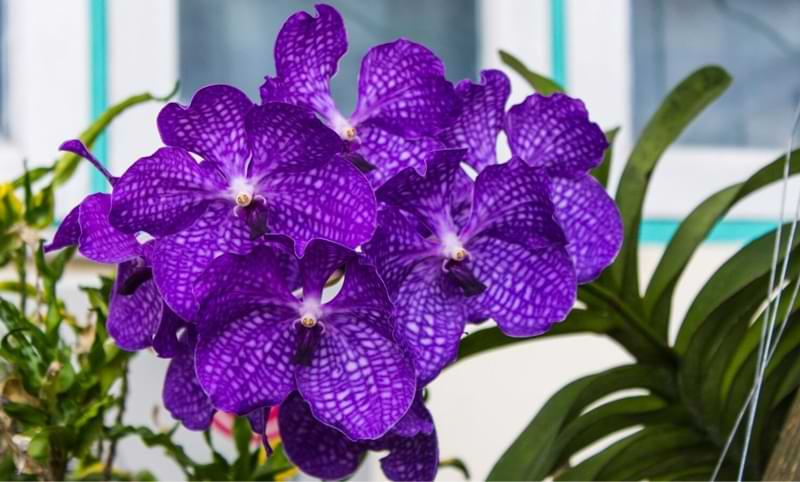 Are Orchids Annual Or Perennial Flowers 