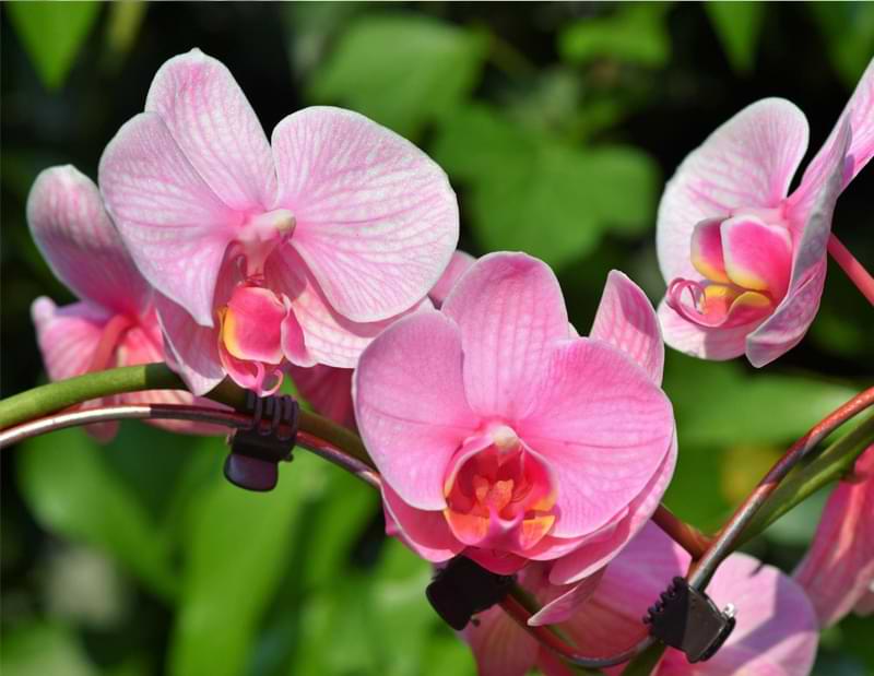 The Top 8 Reasons Why Your Orchid Isn’t Blooming Orchid Resource Center