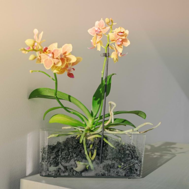 How To Repot An Orchid With Air Roots Orchid Resource Center 