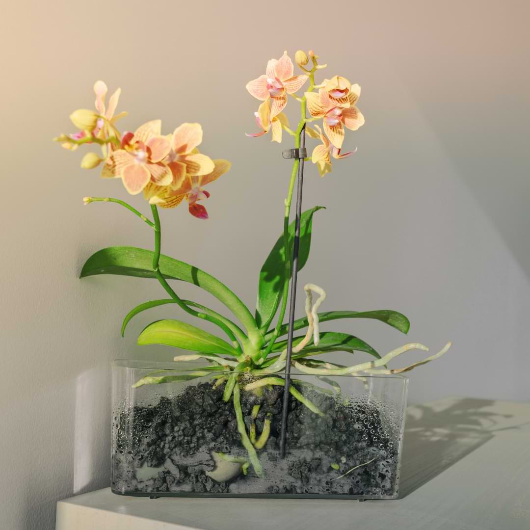 Why Do Orchids Have Air Roots 