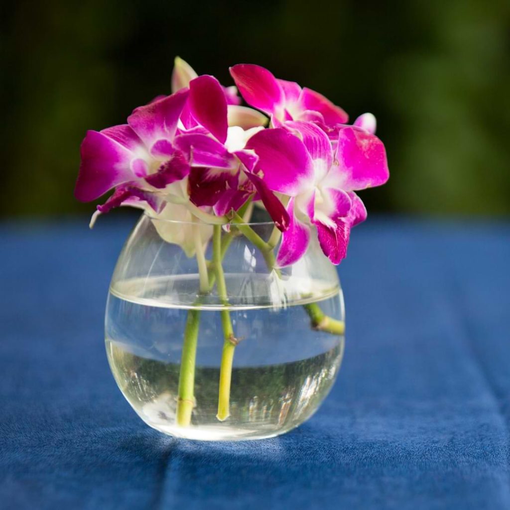 Overwatered Orchid Leaves Symptoms & How to Fix