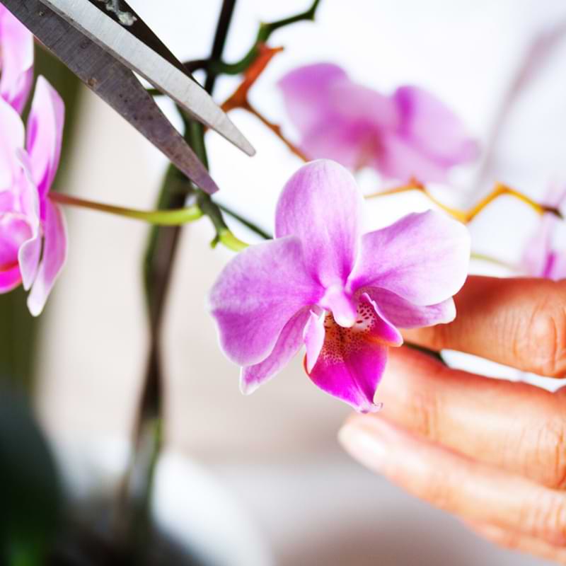 How Long Do Orchids Live Orchid Resource Center How long do orchids live orchid resource center