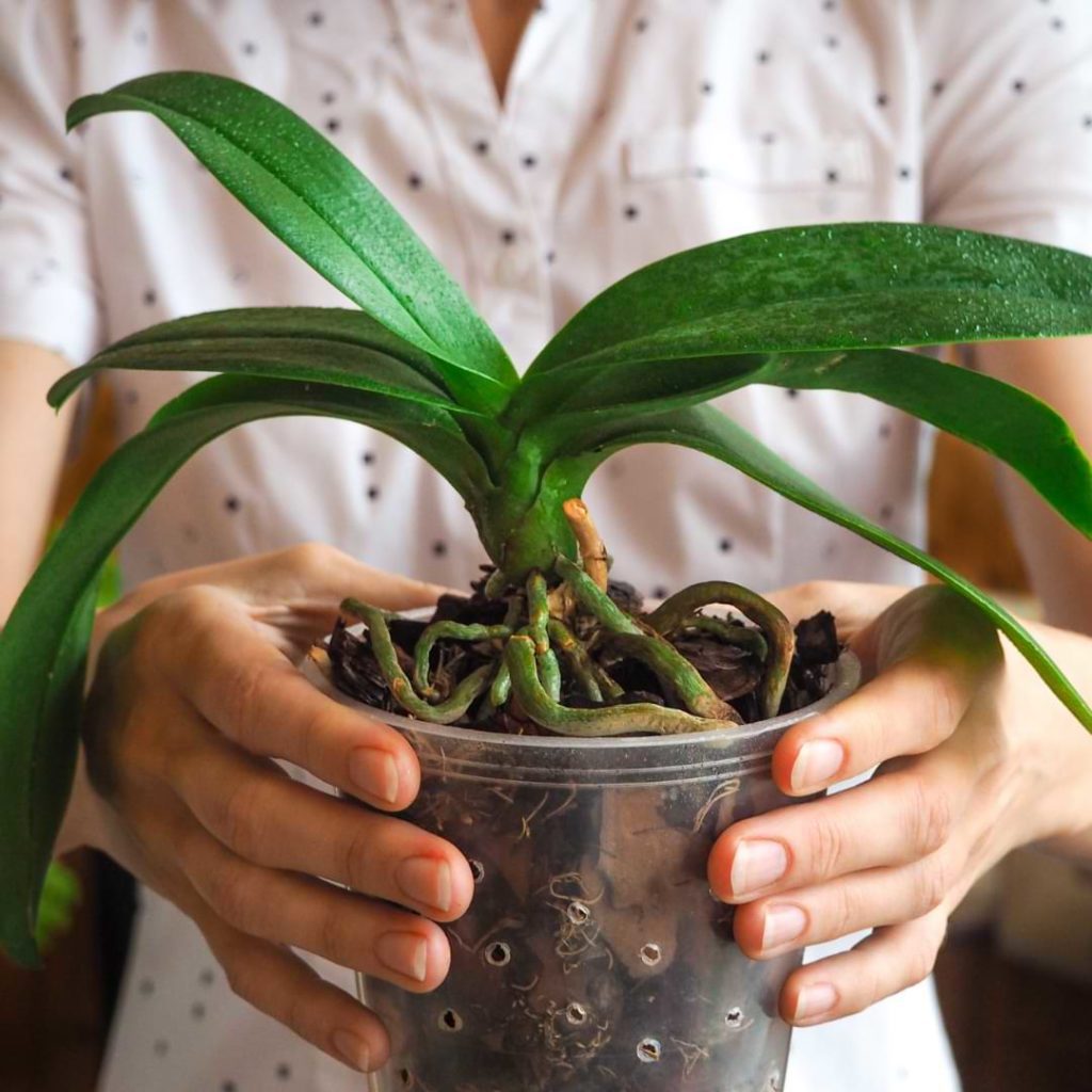 Overwatered Orchid Leaves Symptoms & How to Fix