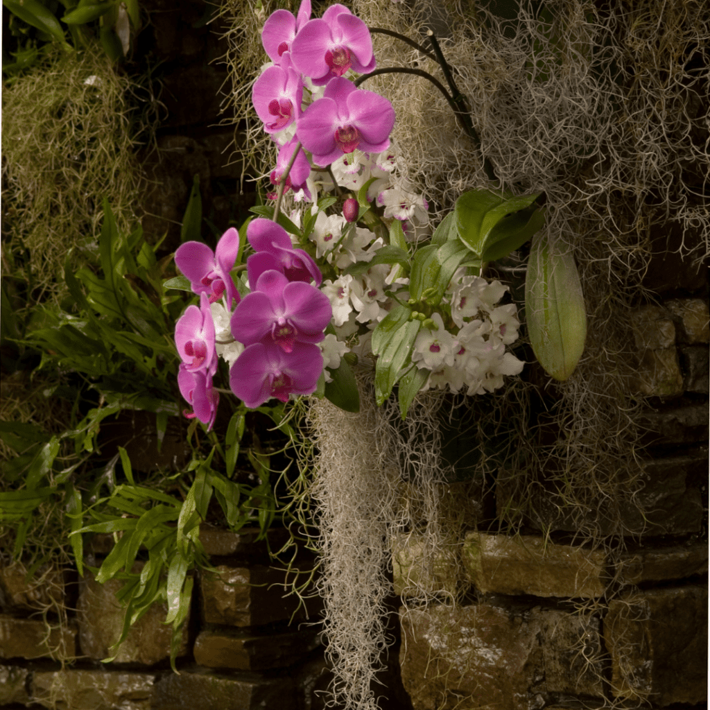 Mounting Orchids Driftwood, Rock, and More… Orchid Resource Center