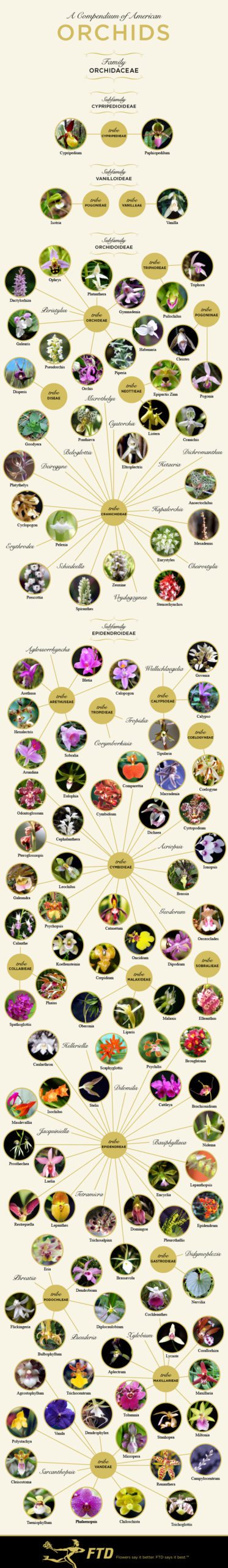 Orchid Identification Chart By Orchid Type Orchid Resource Center 