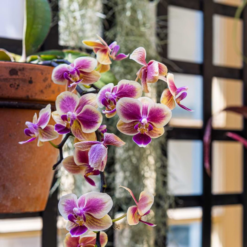 9 Hanging Orchids Care Guide And Hanging Ideas Orchid Resource Center 8087