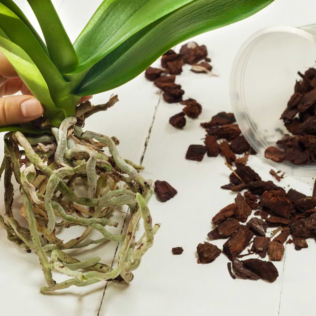 what is orchid bark mix? | how to make it - orchid resource center