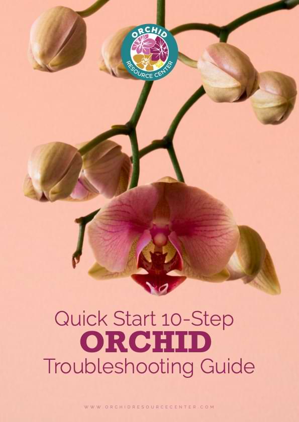 ORCHIDROMANCE LOGIN HELP CUSTOMER SERVICE Q A visual data 8